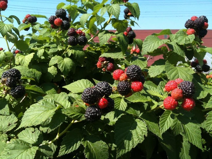 How to Grow Raspberries in Oregon? 