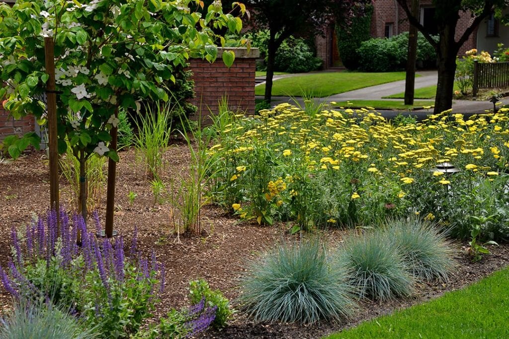 yellow and purple planting flowers in a landscape design project