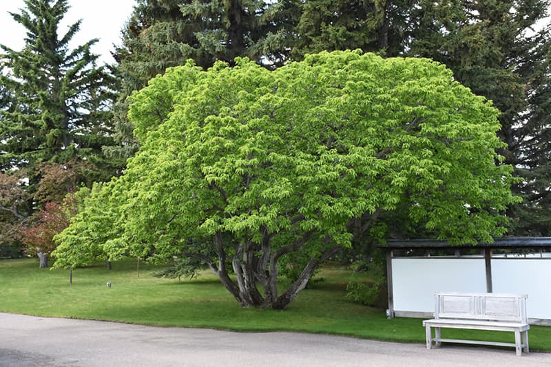 Acer ginnala Amur Maple