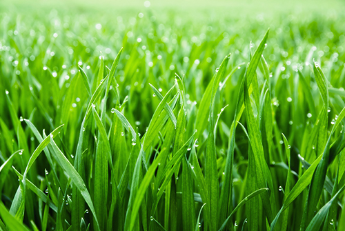 the best lawn soil for grass