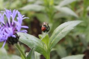 How to Attract Ladybugs to Your Garden and Keep Them There
