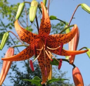 lily-flowers-for-hummingbirds