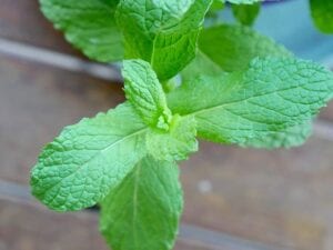 mint-to-attract-ladybugs (1)