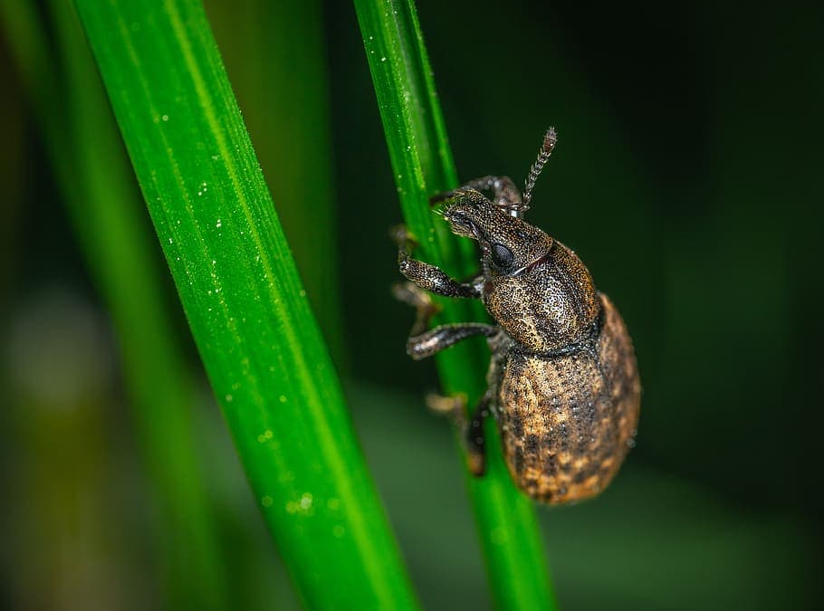 How to kill weevils without use of chemicals 