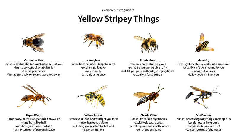 wasp vs bee comparison chart