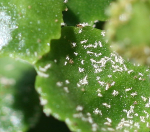 Aphids are a pest to indoor plants