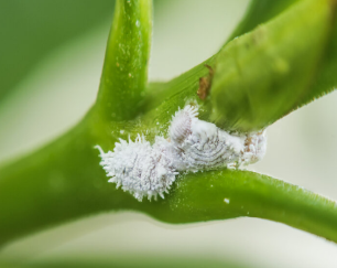 Mealybug pest to indoor plants
